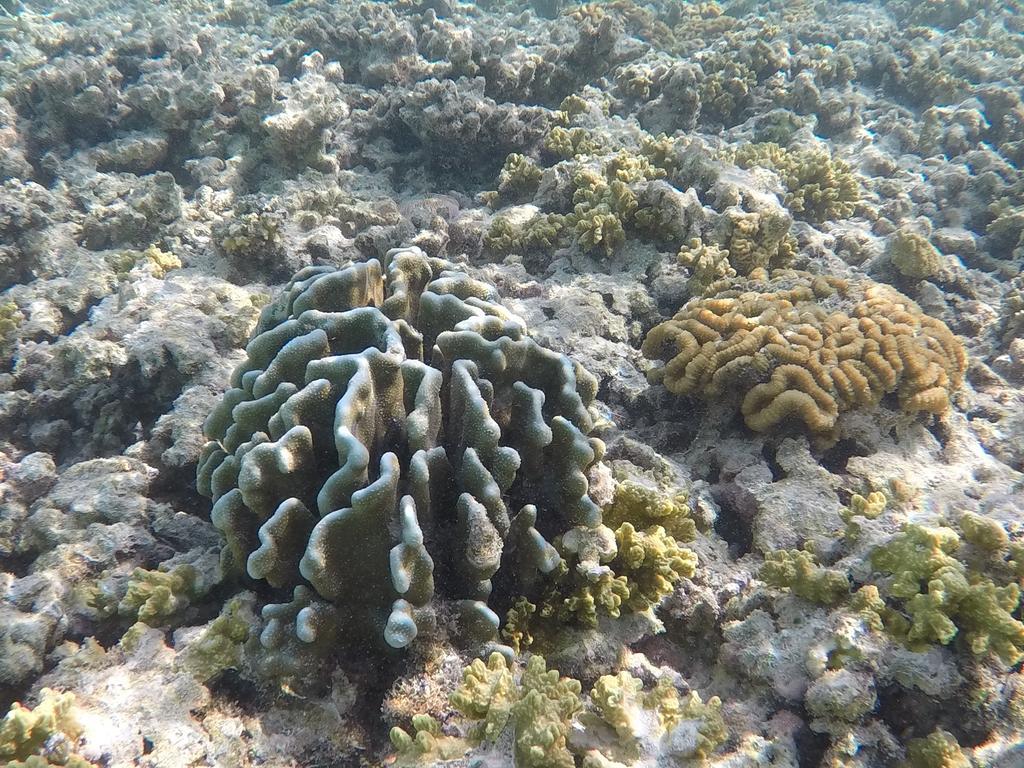 Hudhu Raakani Lodge Maldives Thinadhoo  Dış mekan fotoğraf